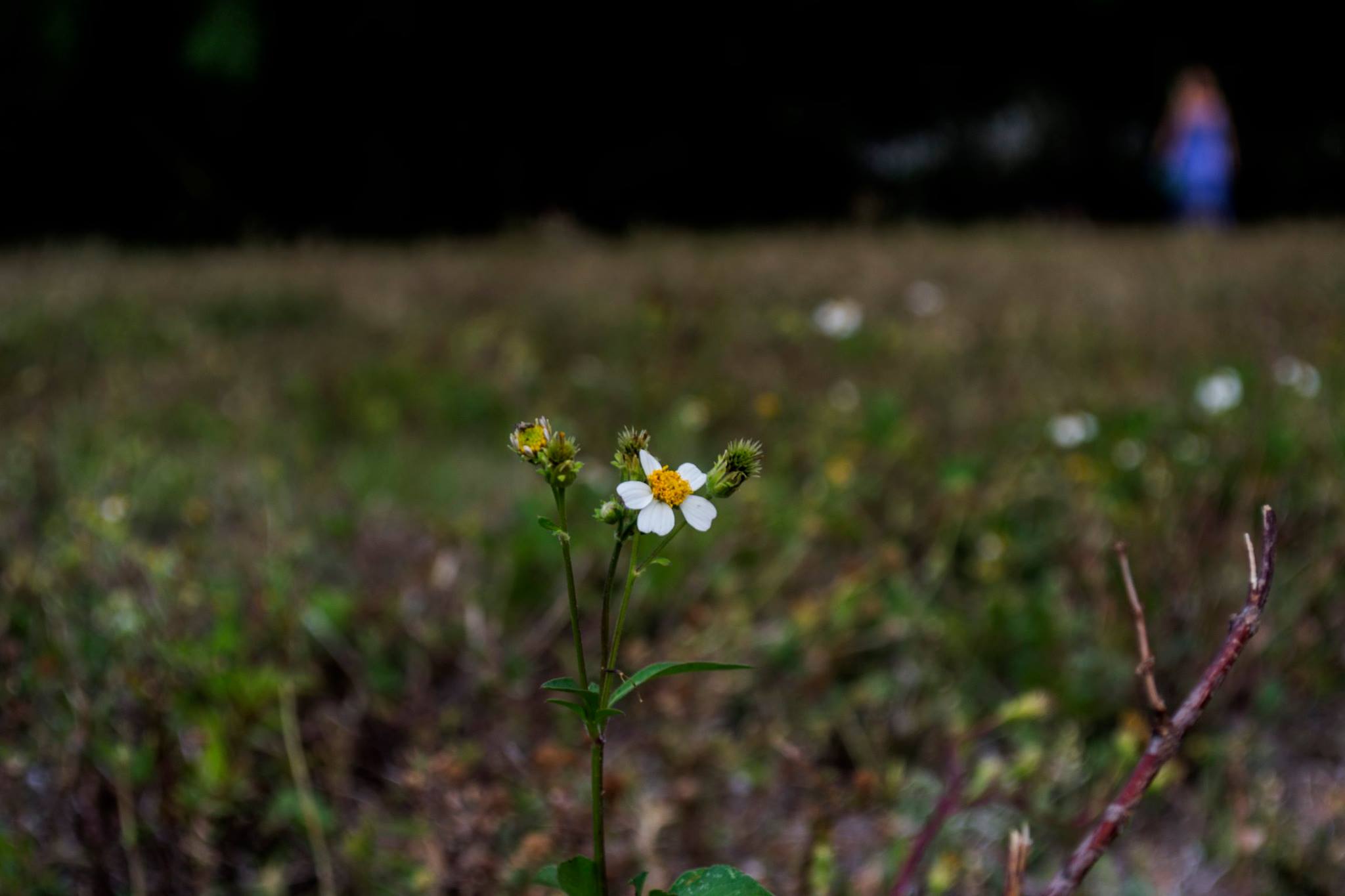 18359387_10211488197673961_7394758086525677619_o