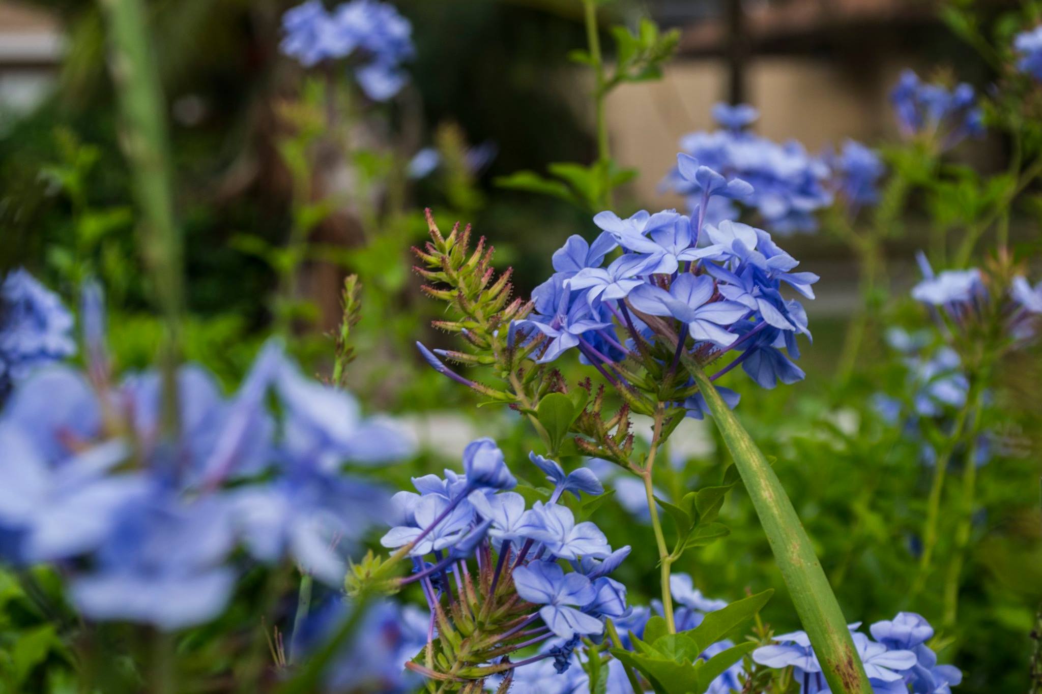 18423109_10211488197753963_4298936836924052362_o