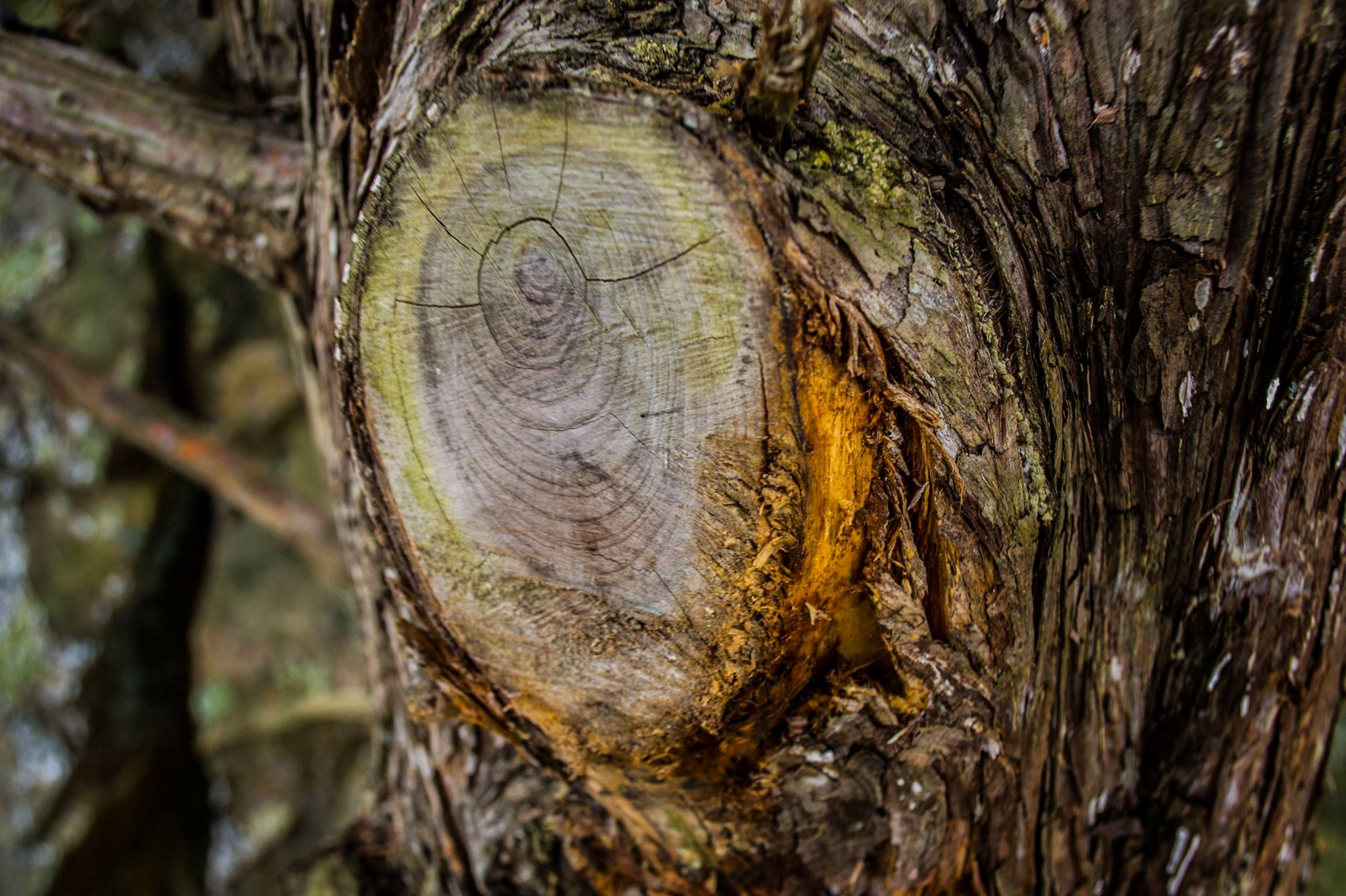 24068858_10213179706080614_5930644910231063359_o