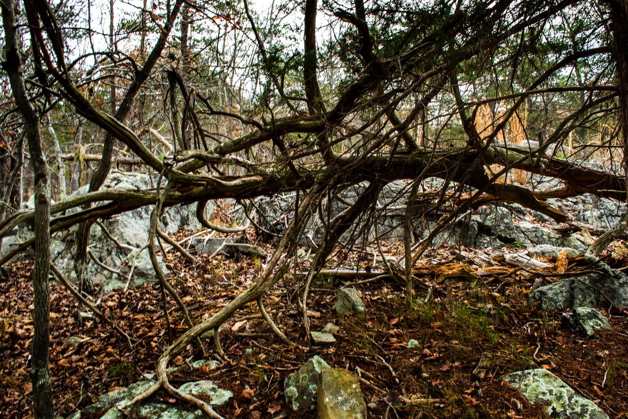 24130437_10213179708760681_6955232563308221608_o