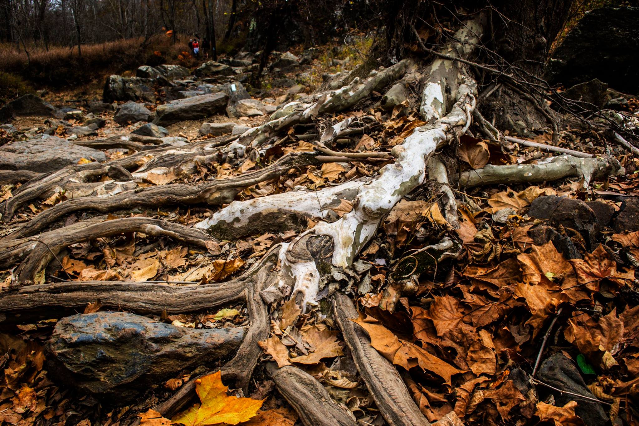 24131976_10213179708000662_6611279307849534166_o